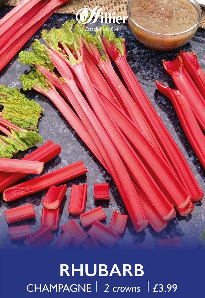 8718641999400 1 Rhubarb Champagne.jpg